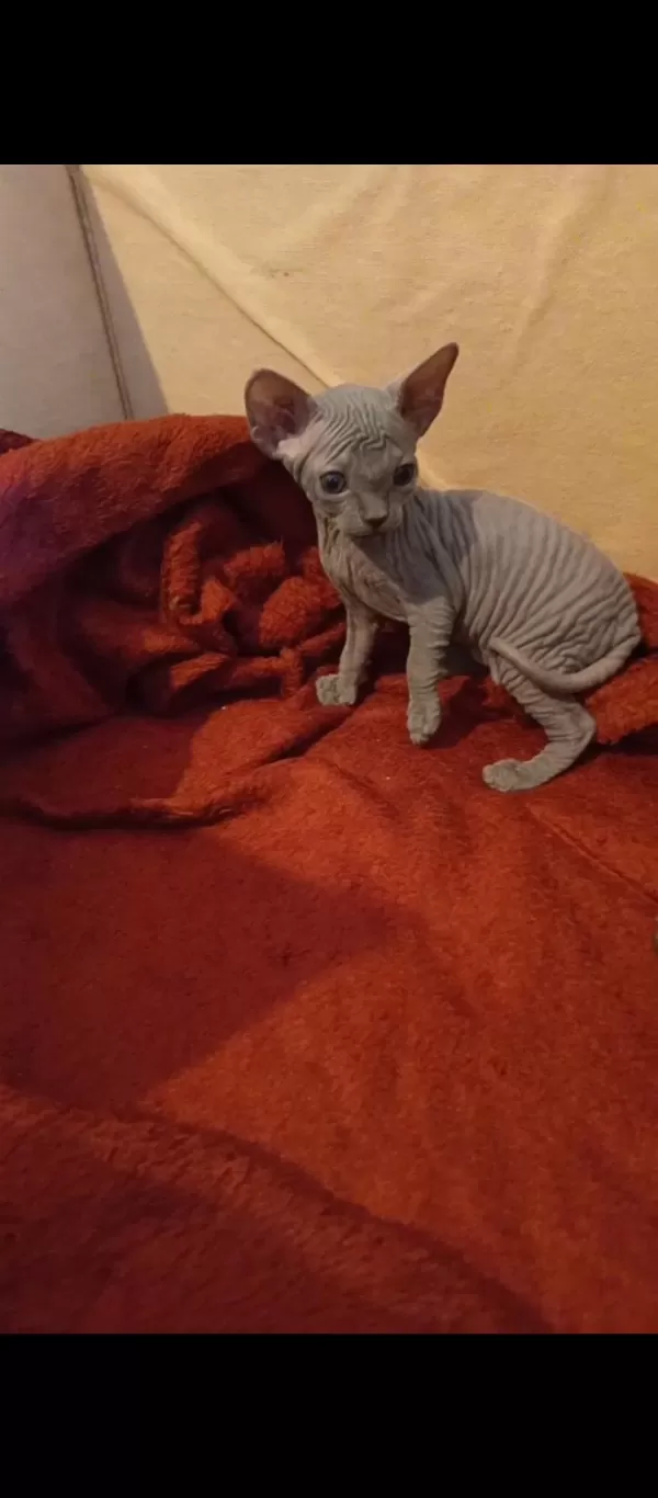 0 Tüy Sfenks Kedisi Van Ve Çevresi Uygun