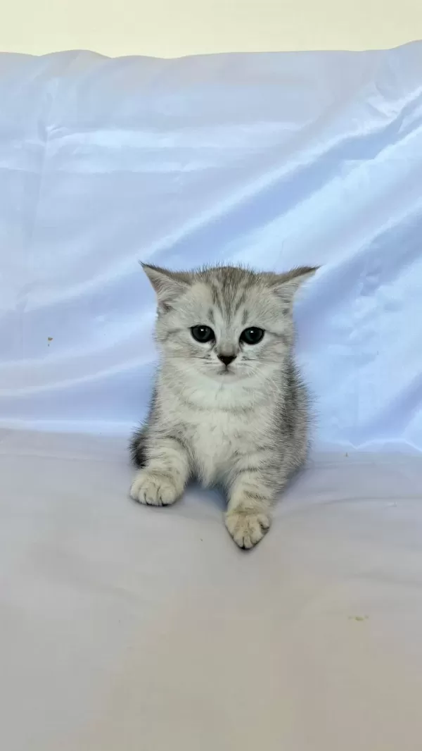 Minik British Shorthair Prenses