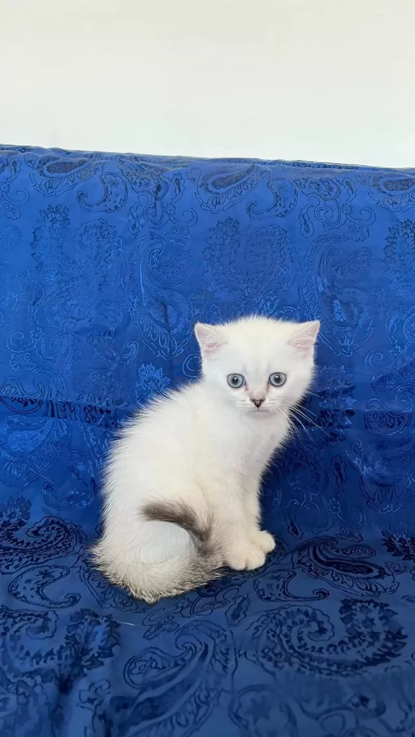Maviş British Shorthair Oğlumuz