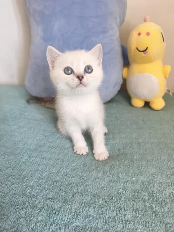 Maviş British Shorthair Oğlumuz