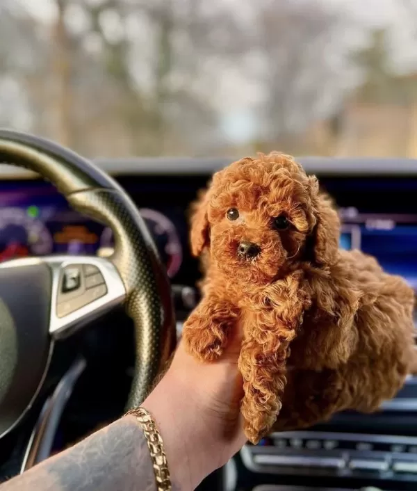 Kore Kan Red Toy Poodle Yavrularim
