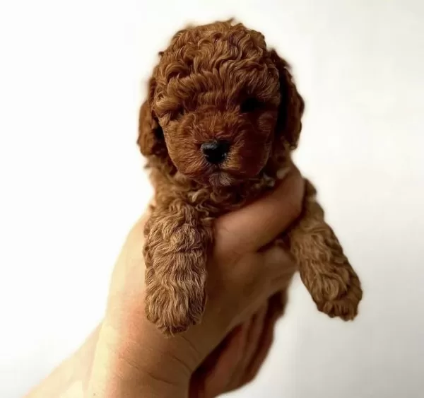 Red Toy Poodle Yavrularim