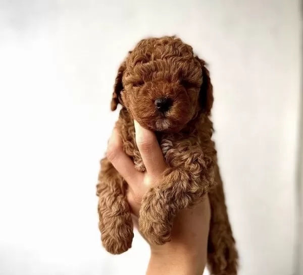 Red Toy Poodle Yavrularim