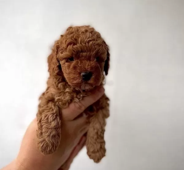 Red Toy Poodle Yavrularim