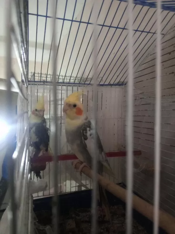 Yavru Ve Konuşan Sultan Papağanı