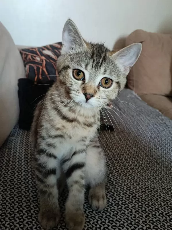 Sağlıklı Mavi Gözlü Kedimiz