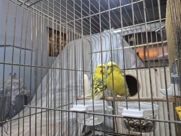 Genç Takim Ve Texsas Takim Muhabbet Kuşu