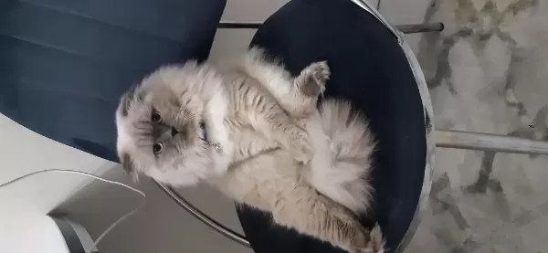 Ücretsiz Erkek Kedimiz 3 Yaşında