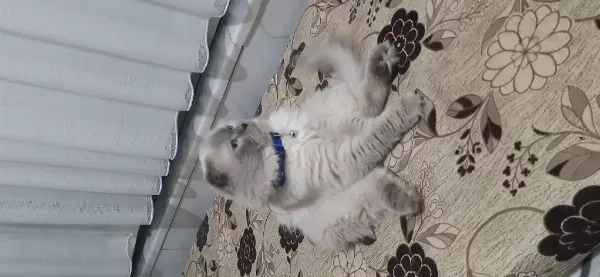 Ücretsiz Erkek Kedimiz 3 Yaşında