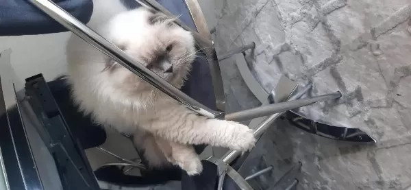 Ücretsiz Erkek Kedimiz 3 Yaşında