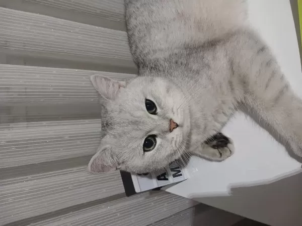 Harika Kısır Erkek Kedimiz