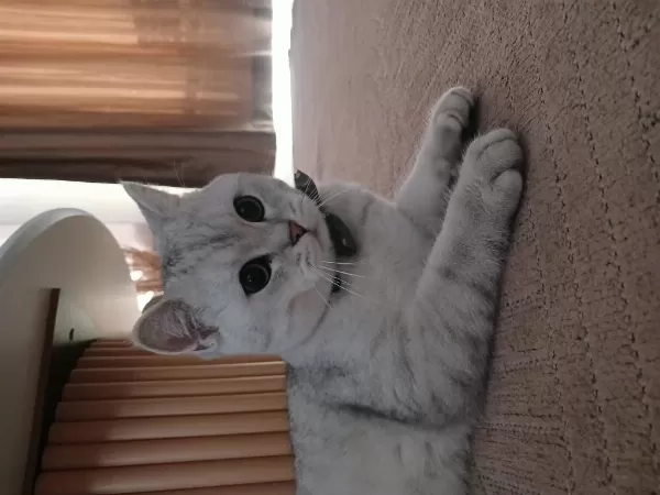 Harika Kısır Erkek Kedimiz