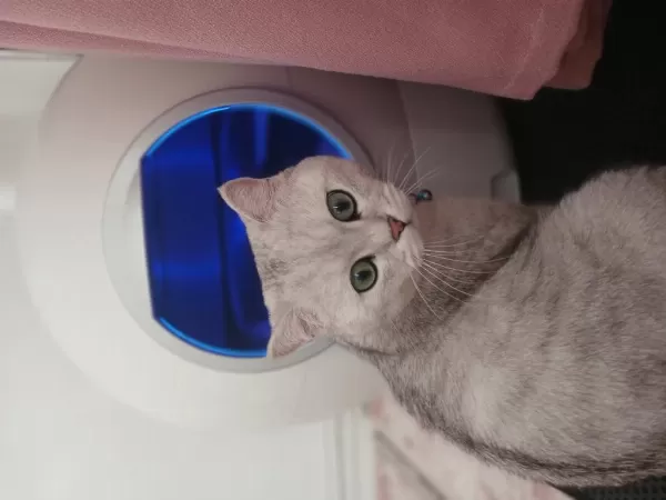 Harika Kısır Erkek Kedimiz