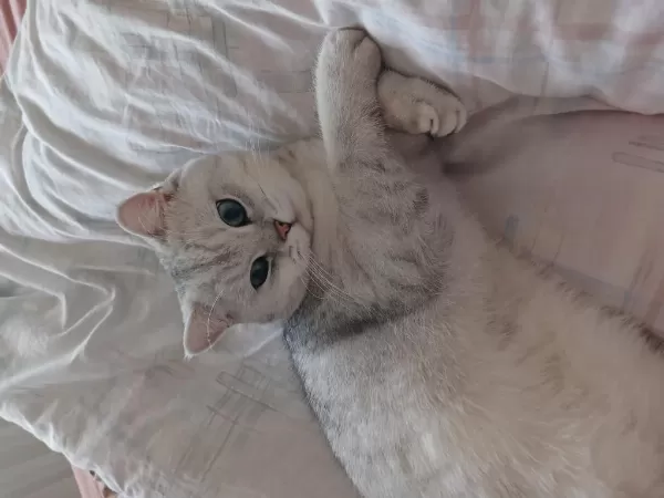 Harika Kısır Erkek Kedimiz