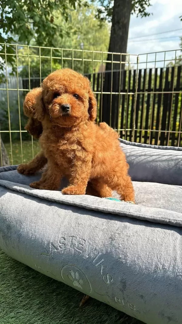 Toy Poodle Bebeklerimiz
