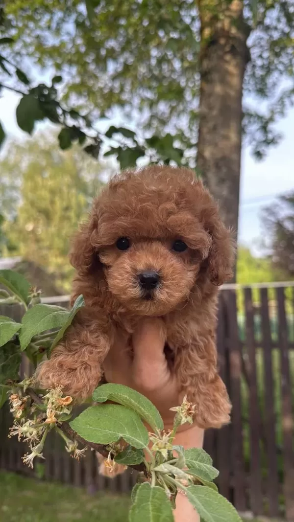 Toy Poodle Bebeklerimiz