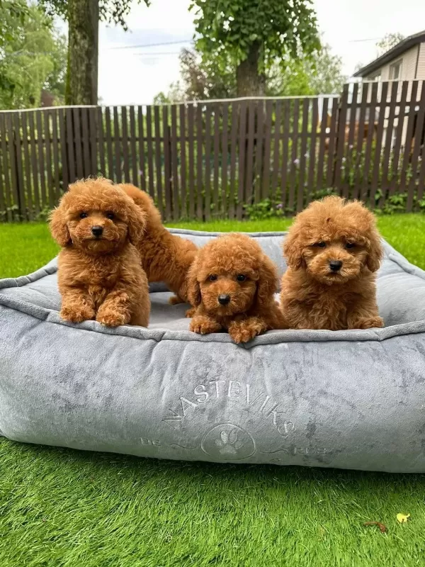 Toy Poodle Bebeklerimiz