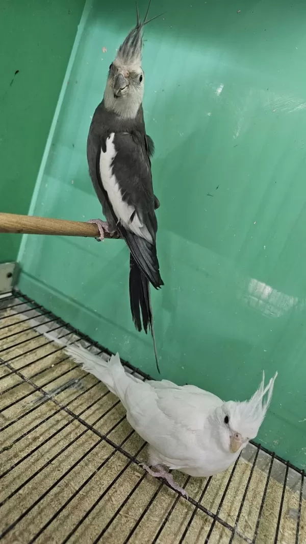 Açiklamayi Okuyun Damizlik Takim Kuşlar