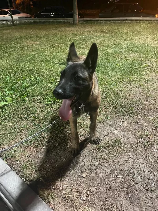 4 Aylık Malinois Belçika Kurdu