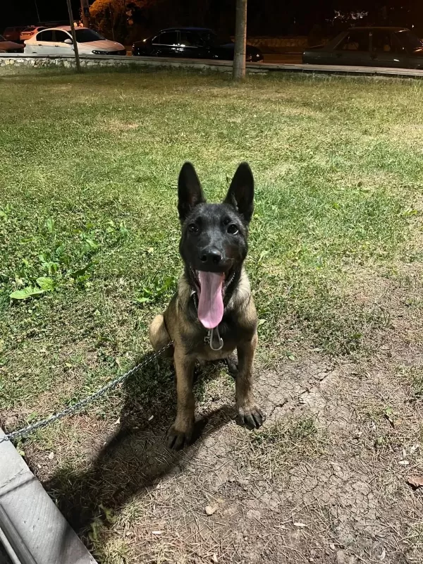 4 Aylık Malinois Belçika Kurdu