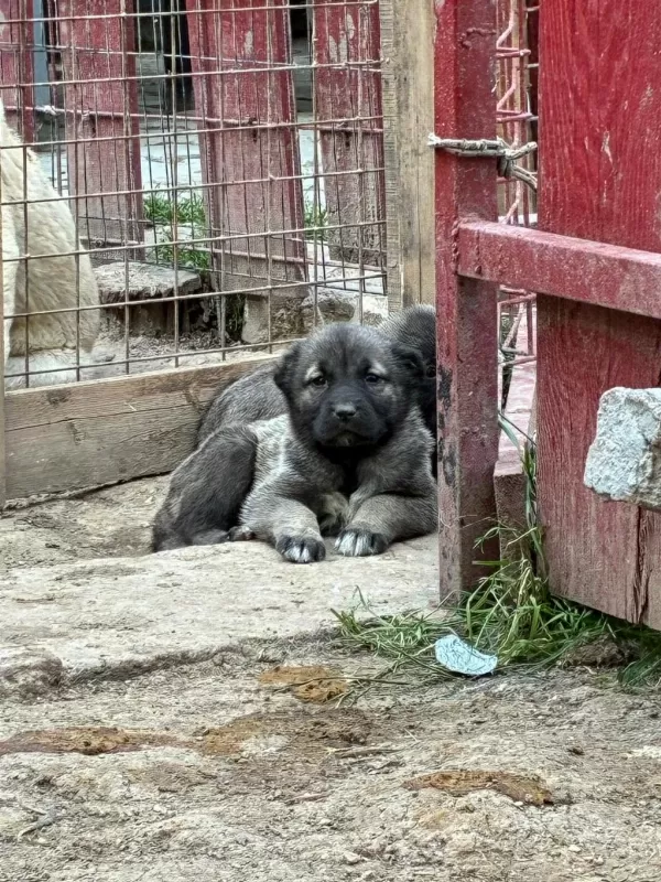 Çiftlikten Safkan Kangal