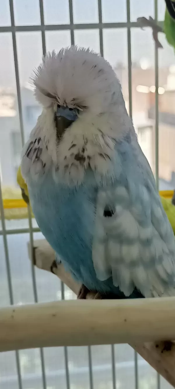 Şov Jumbo Erkek Renk Güzeli Muhabbet Kuşu