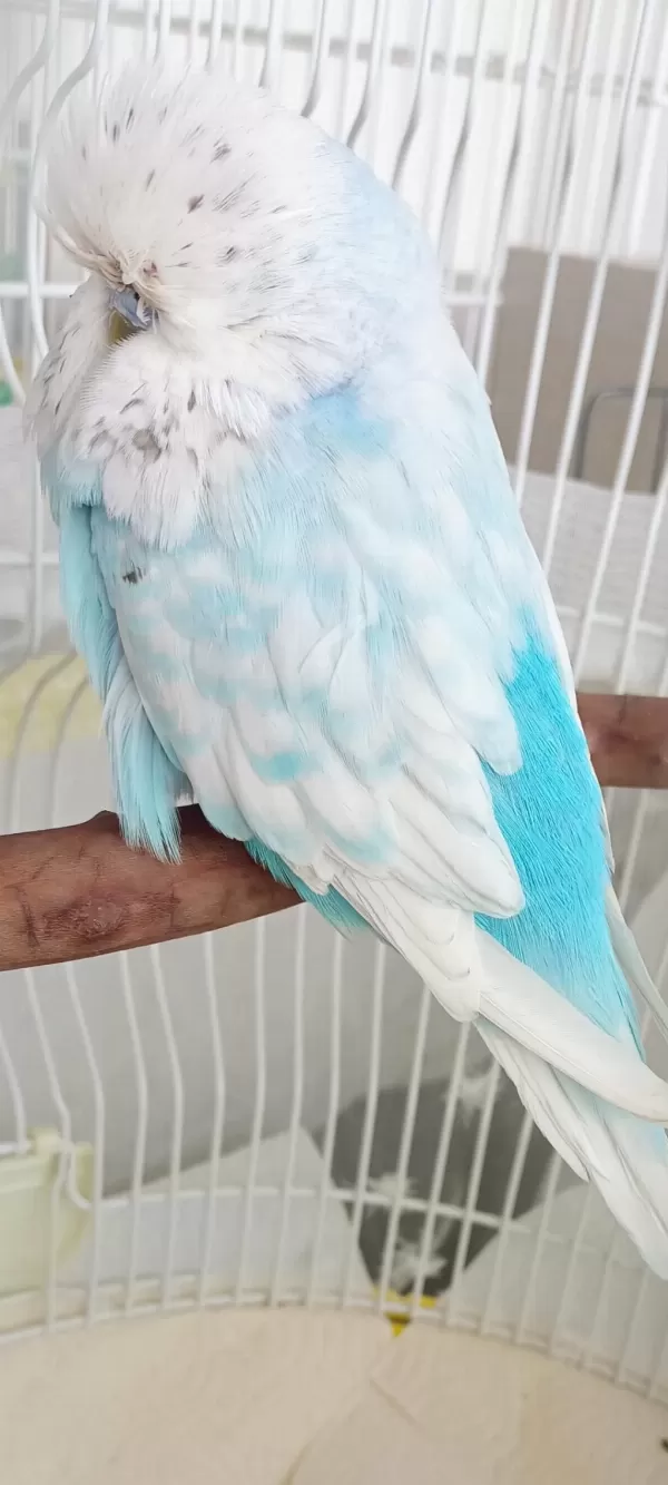 Şov Jumbo Erkek Renk Güzeli Muhabbet Kuşu