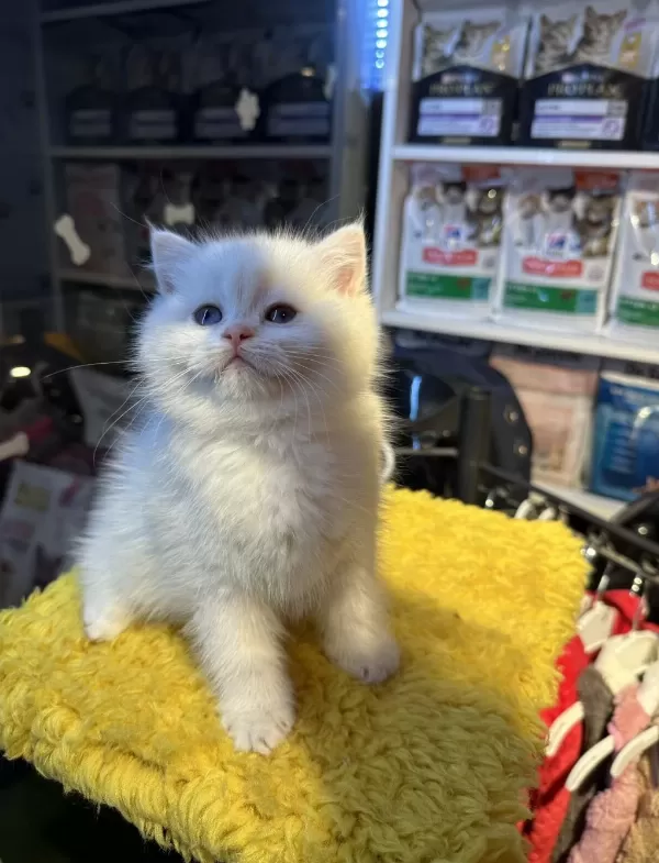 Safkan British Shorthair