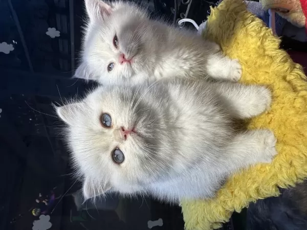 Safkan British Shorthair
