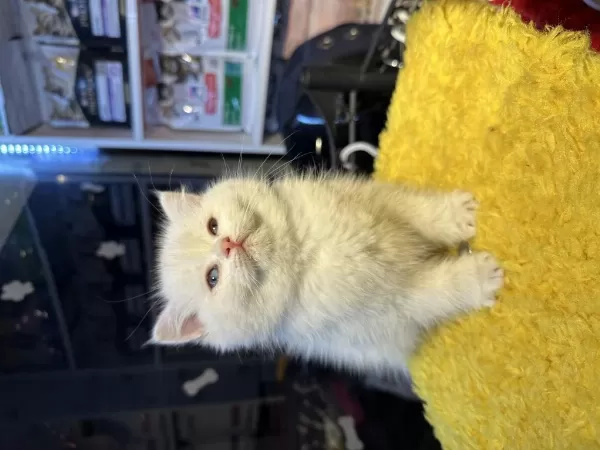 Safkan British Shorthair