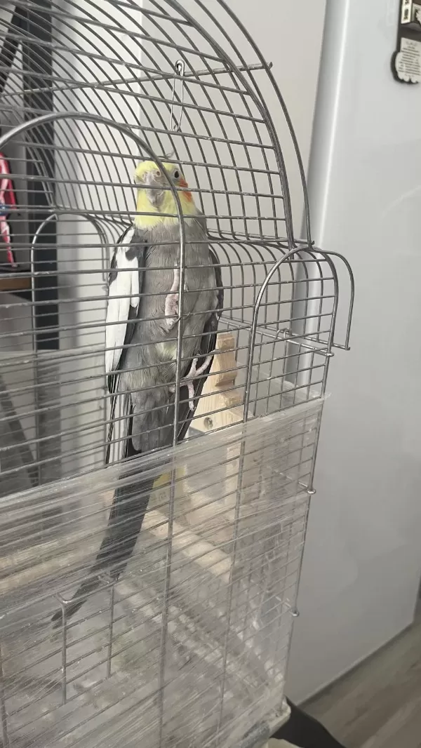 Yakışıklı Erkek Sultanımızı Sahiplendirmek İstiyoruz