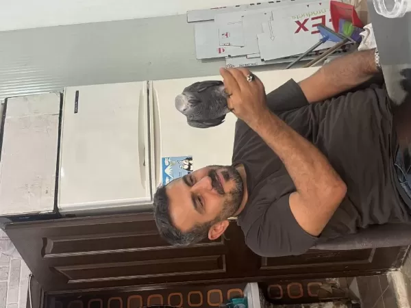 1 Yaşında Evcil Jako Papağanı