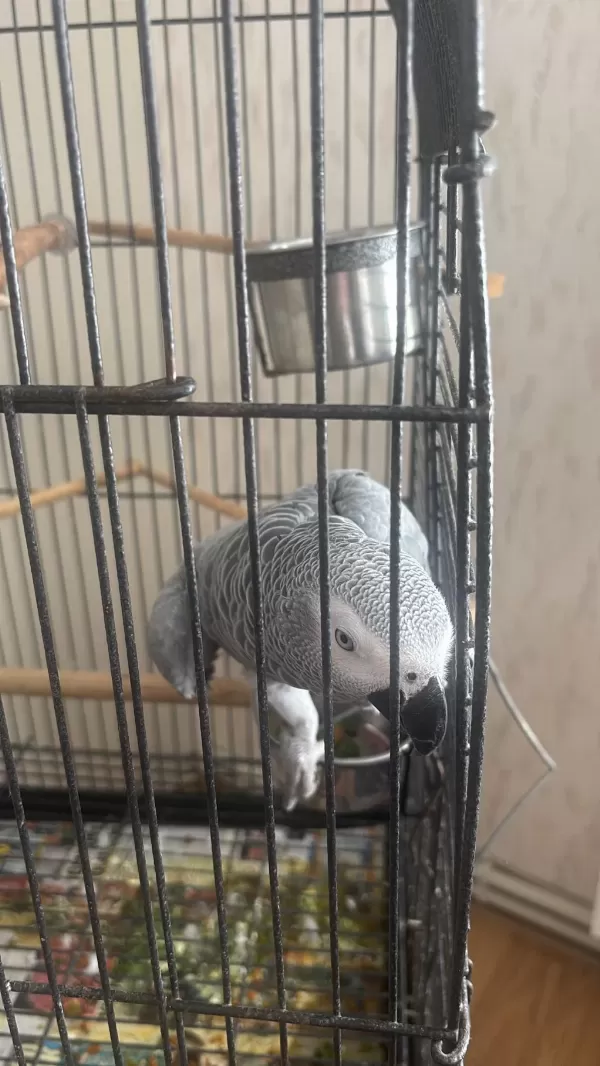 1 Yaşında Evcil Jako Papağanı