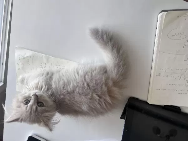 Safkan British Longhair Cinnamon