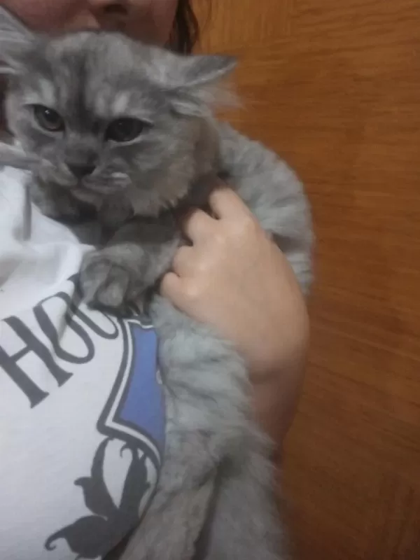 Acil Sahiplendirme Kedimiz Yeni Yuvasını Arıyor