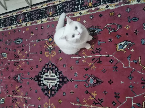 Ücretsiz British Shorthair Acil Yuva