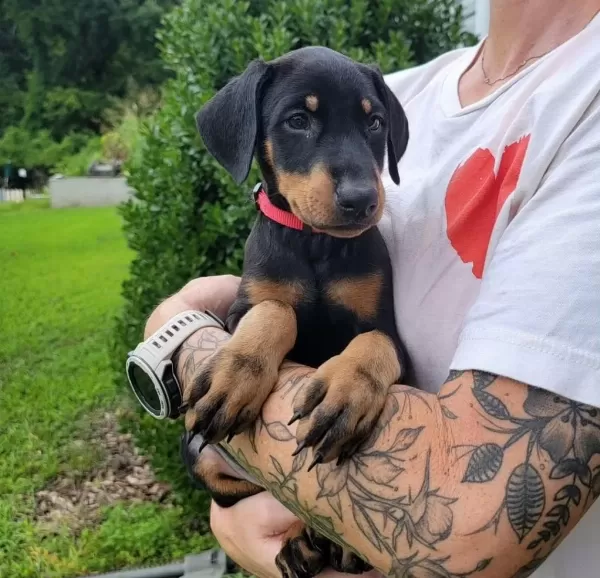 Ev Ve Bahçeniz İçin Doberman Kapıda Ödeme Mevcuttur