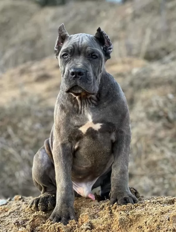 Ev Ve Bahçeniz İçin Cane Corso Kapıda Ödeme Mevcuttur