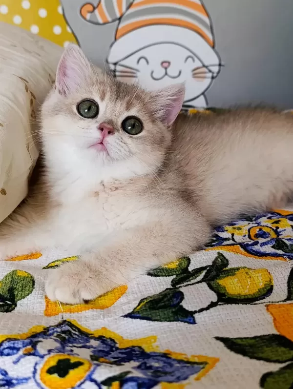 Blue Golden Dişi Yavru British Shorthair