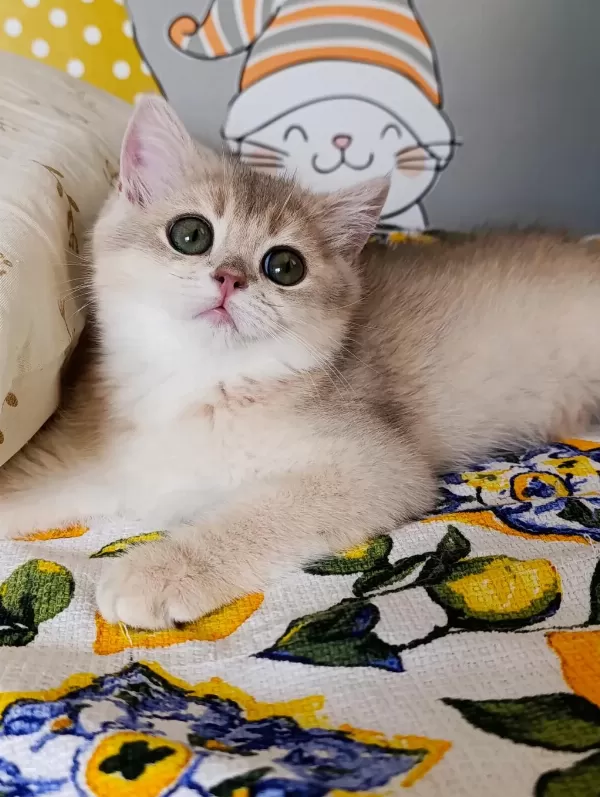 Blue Golden Dişi Yavru British Shorthair