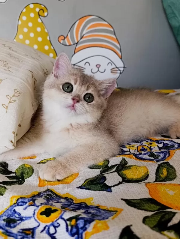Blue Golden Dişi Yavru British Shorthair