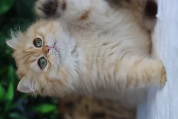 British Longhair Dişi Kedimiz