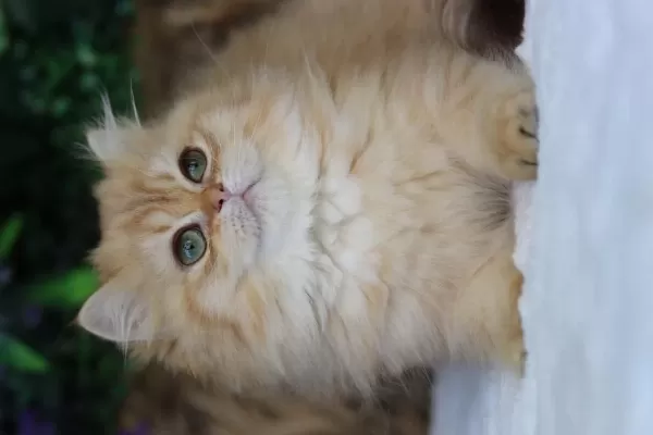 British Longhair Dişi Kedimiz
