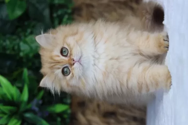 British Longhair Dişi Kedimiz