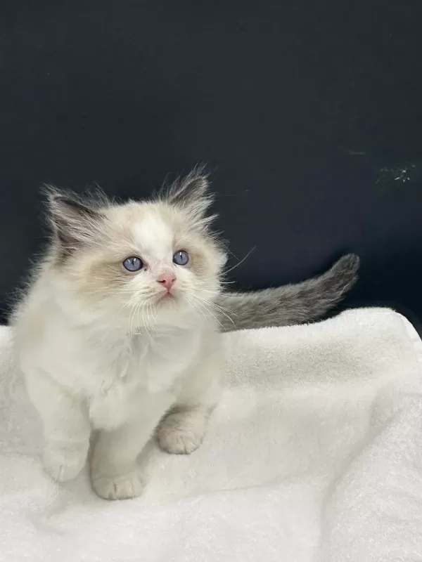 Ragdoll Bebekler Rezerve Açik