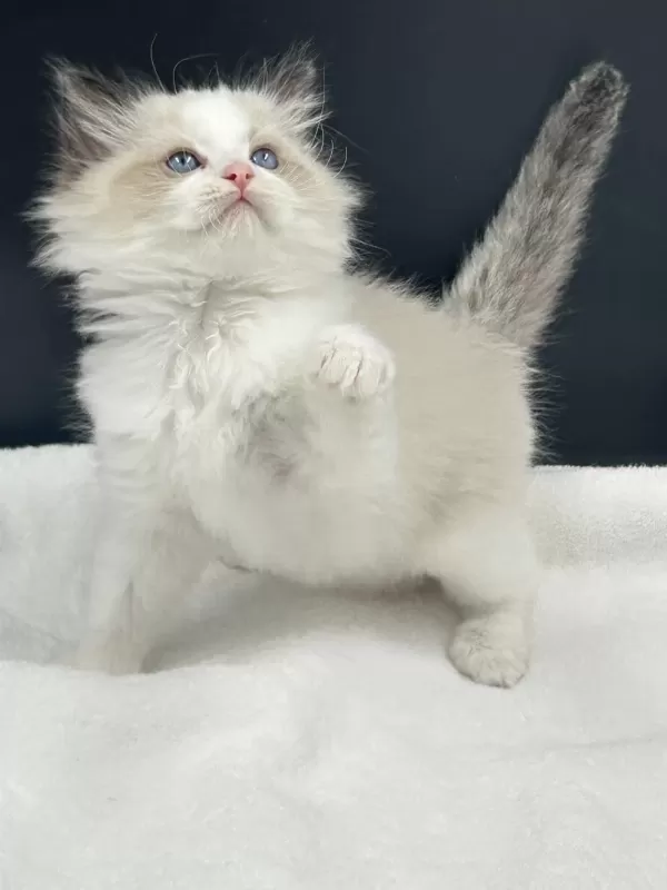 Ragdoll Bebekler Rezerve Açik
