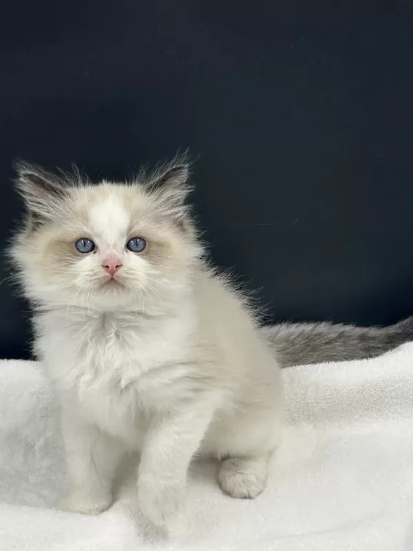 Ragdoll Bebekler Rezerve Açik