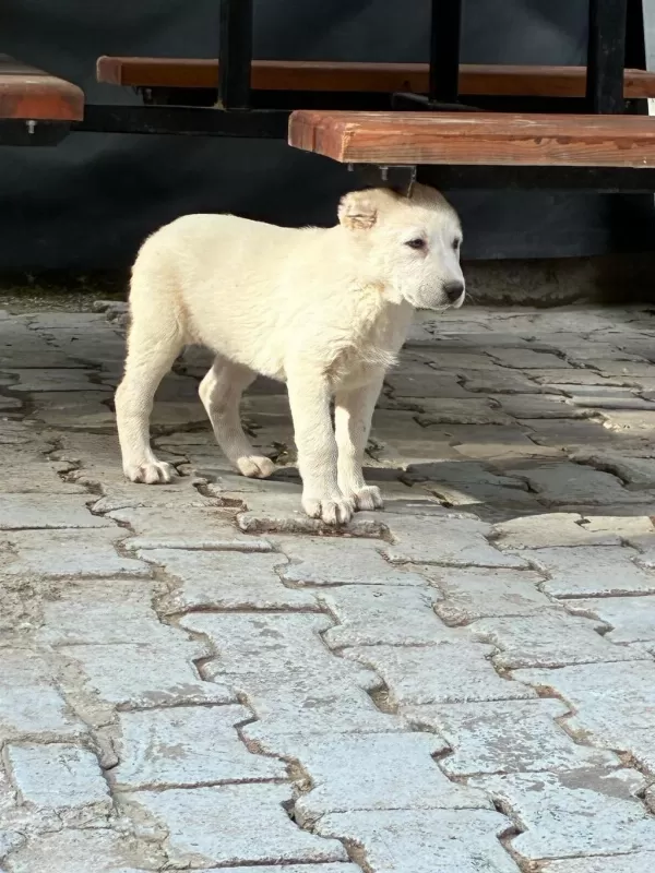 A++ Akbaş Yavrular Her İle Gönderim Var