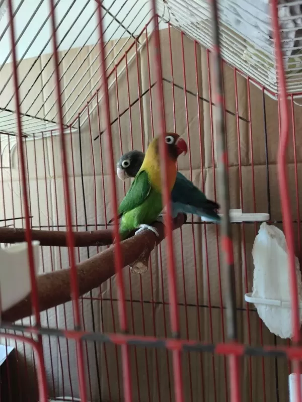 Damızlık Yavru Alınmış Cennet Papağanlar Takım