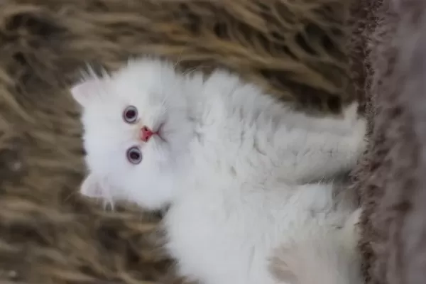 British Longhair Erkek Kedimiz